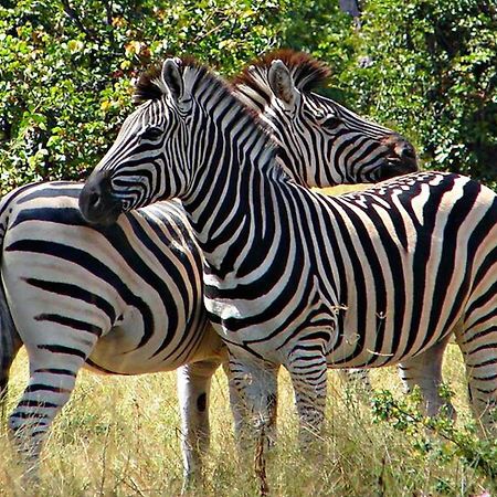 Kwalape Safari Lodge Kasane Eksteriør bilde