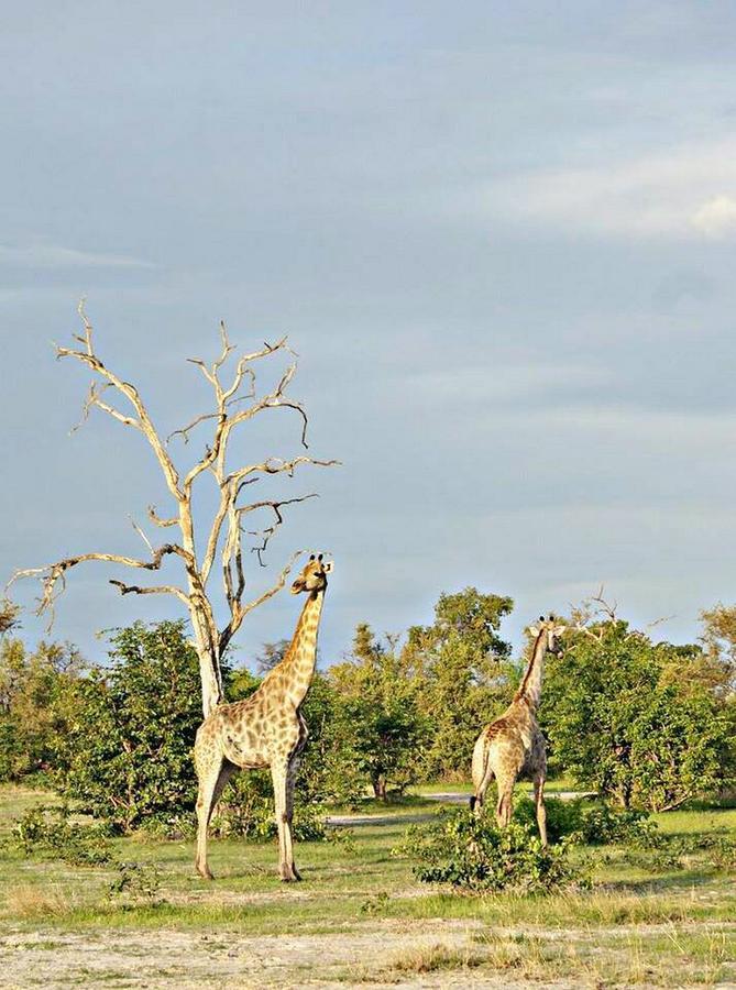 Kwalape Safari Lodge Kasane Eksteriør bilde