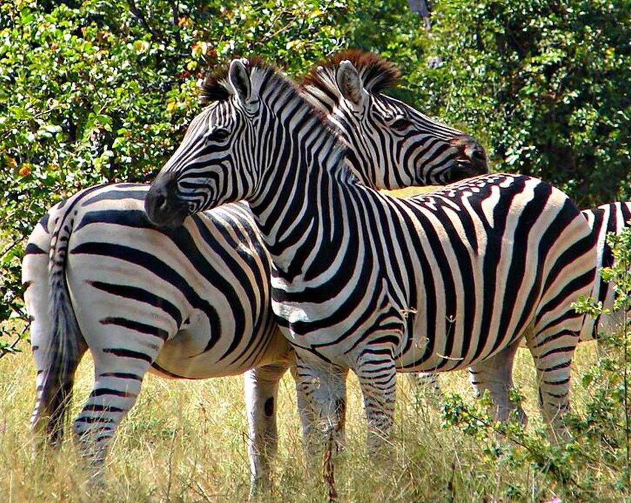 Kwalape Safari Lodge Kasane Eksteriør bilde